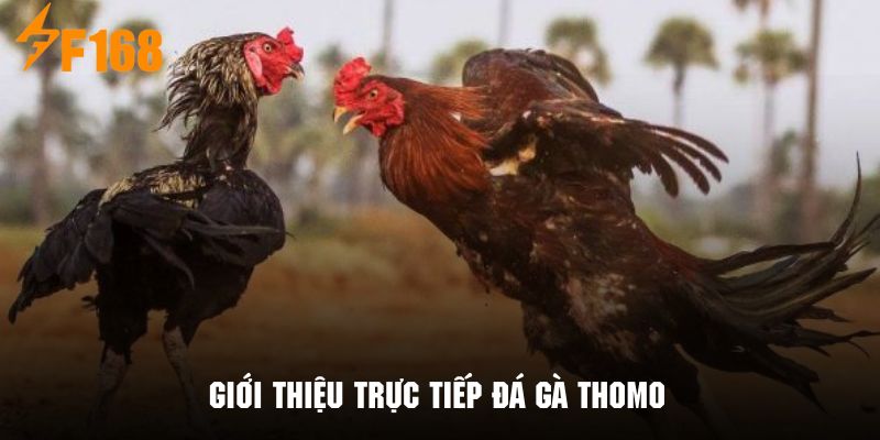 Khám phá hình thức trực tiếp đá gà thomo nóng bỏng tại F168