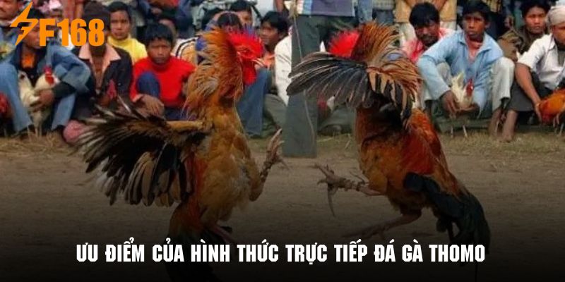 Hình thức trực tiếp đá gà thomo mang nhiều ưu điểm không thể bàn cãi